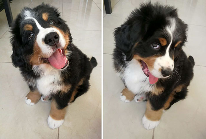 This Is Rūkas When He Was A 3-Month-Old Potato. He Looks Cute, But Deep In The Heart He Was A Little Devil And Destroyed Everything In His Path