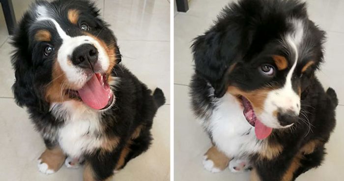 Hey Pandas, Share The Cutest Pic Of Your Doggo When It Was Still A Pupper (Closed)