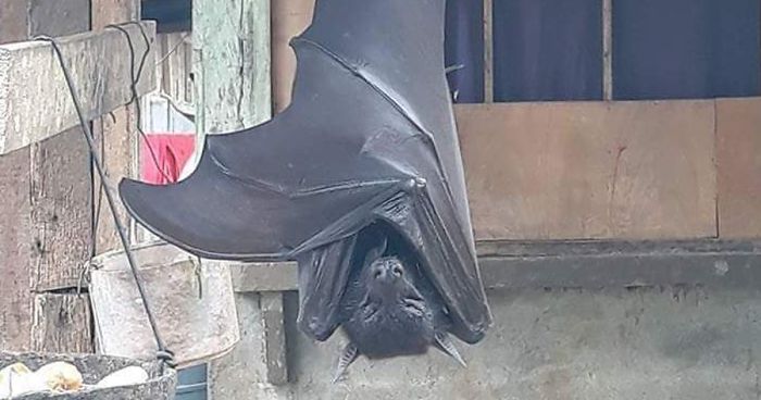 People Are Horrified Over This Enormous ‘Human-Sized’ Bat