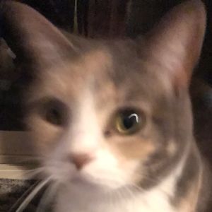 orcaotterfalconwolfyt avatar