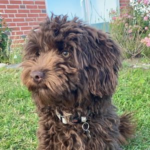 rikke_hokkerup_1 avatar