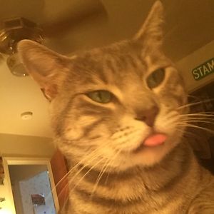 cristi_gregory avatar