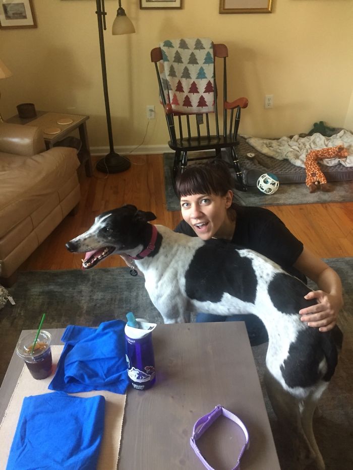 Breezy The Greyhound 1st Week At Home After Fostering. So Much To Explore After A Life Time Of