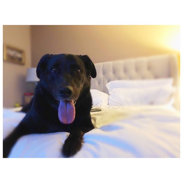 Meet Thunder Pullar-Bills, He Joined Our Family May 2018 At 8 Years Old. He Loves His Toys! 🙌🏻