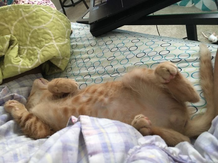 This Is Ajax. Merely 3 Hours After I Brought Him Home. This Was Almost 5 Years Ago!