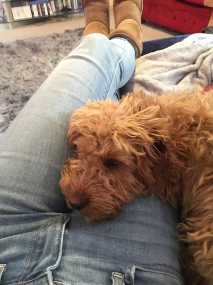 The Day After I Found My Baby As A Stray. Infections, Stinking Of Waste, She Is Now So Spoilt!