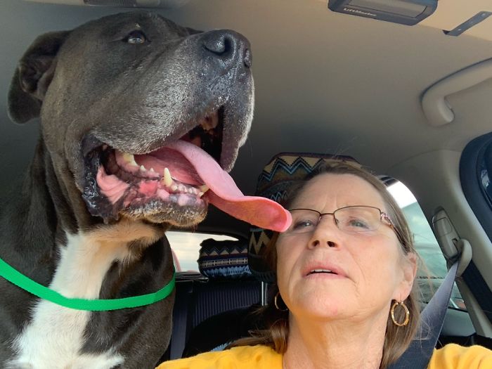 Jude... Riding To His New Home From The Shelter. 106 Lbs Of Pure Love. ❤️