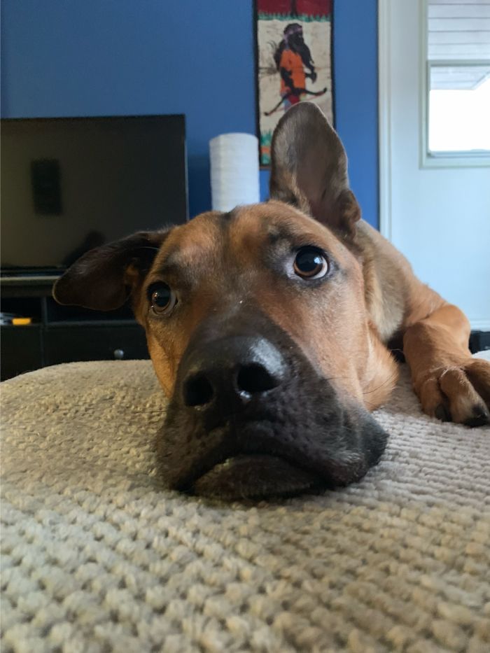 Moguli Originally Was Territorial About The Couch. This Is Him Asking Permission. @mogulimowgli