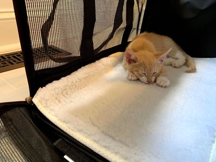 We Brought Her Home And She Had Zero Interest In Coming Out Of This Cage From Noon-8pm