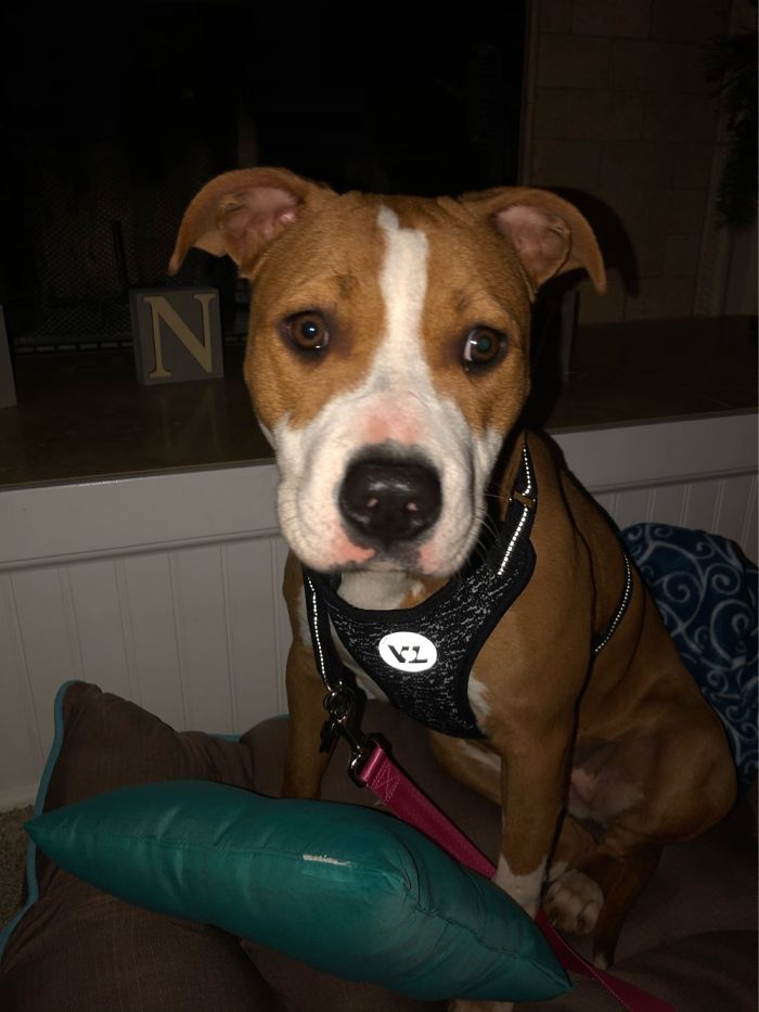 Daisy Mae’s First Day Home. Best Dog You Could Ever Ask For. I’m Still Obsessed With My Girl.