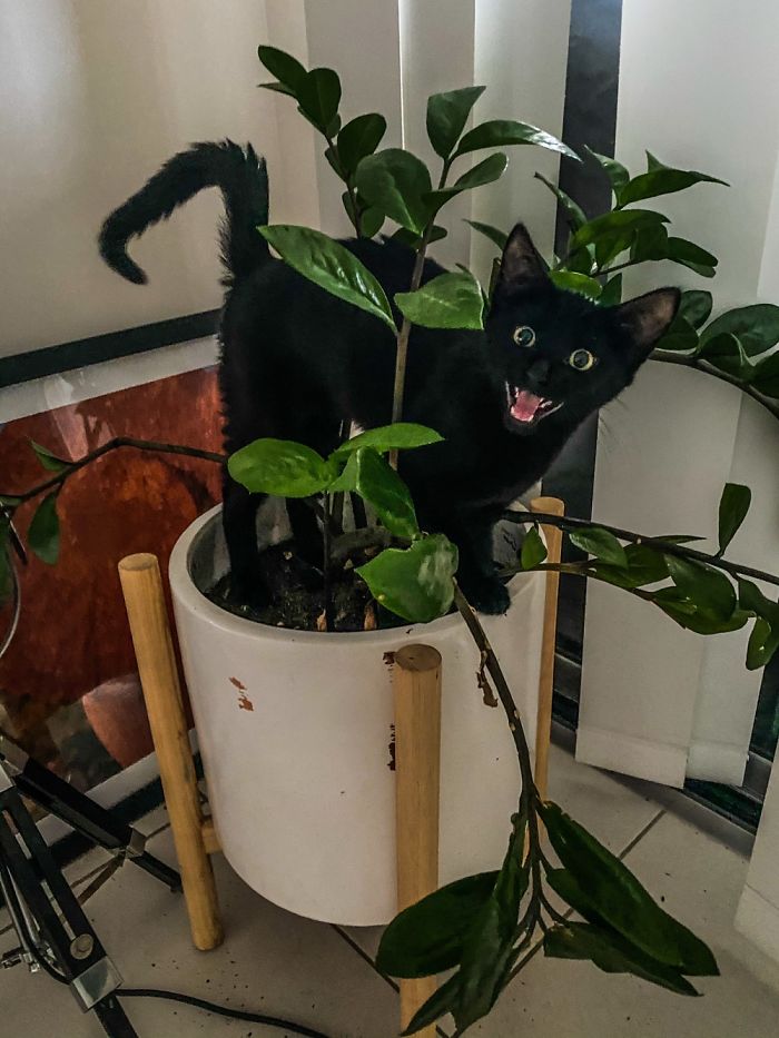 This Is Major Tom. Black Rescue Kitten I Adopted 13th June On My Birthday. Happiest Cat Ever!