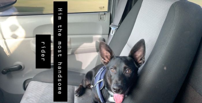 I Didn’t So Much Adopt Him I Just Took Him From A Less Loving Home