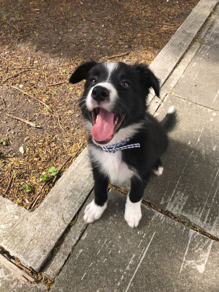 First Day At His New Home. 10 Weeks Old And Loving Life!