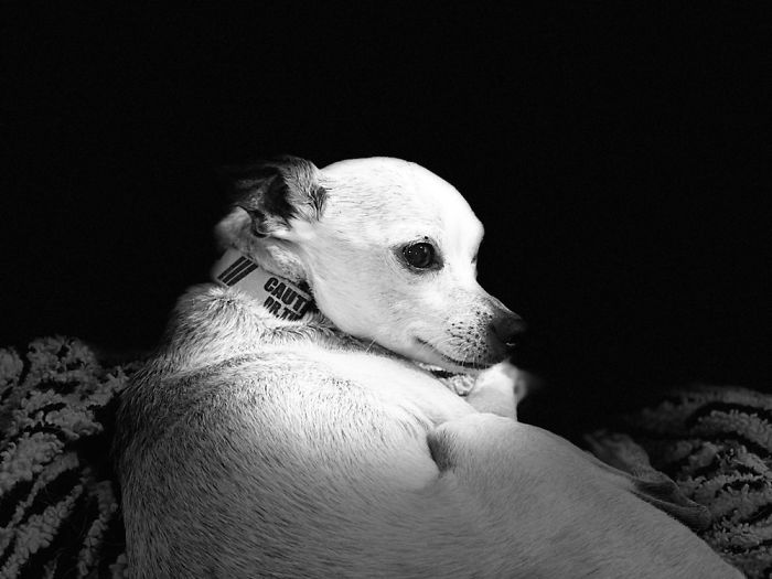 Our Rescue: Sir Roger Cerogersalot, Aka Dr. Roger Tiny. He’s A Very Important Doggy.😊