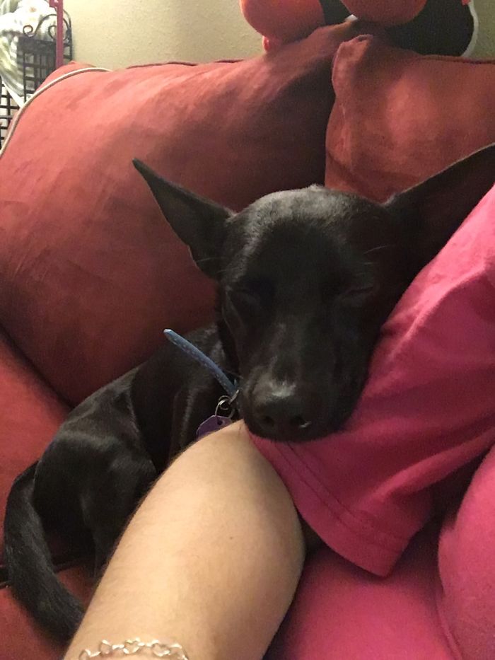 My Love Bug A Couple Days After I Adopted Him.