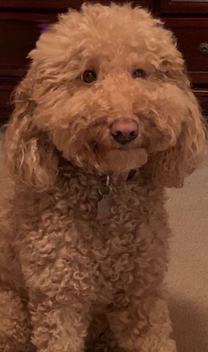 The Day I Adopted Posy Rosy, She Smiled For Me! (Had To Photoshop An App Out Of Upper Left)