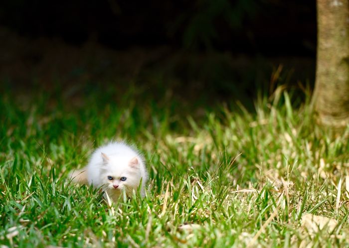 Snowy On One Of His Hunting Adventure..