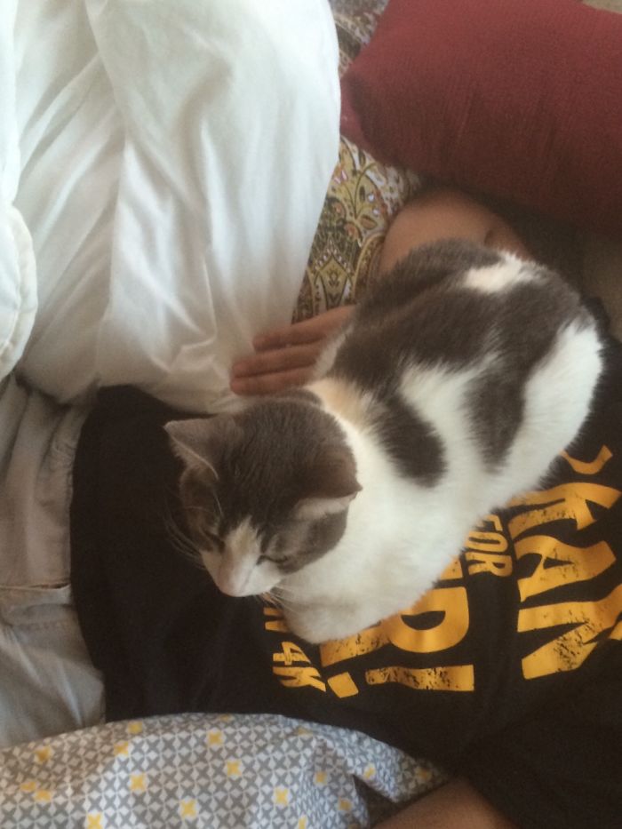 Taken 8 Months After She Found Me. 12 Years Later Bo Still Loves To Sleep On My Belly