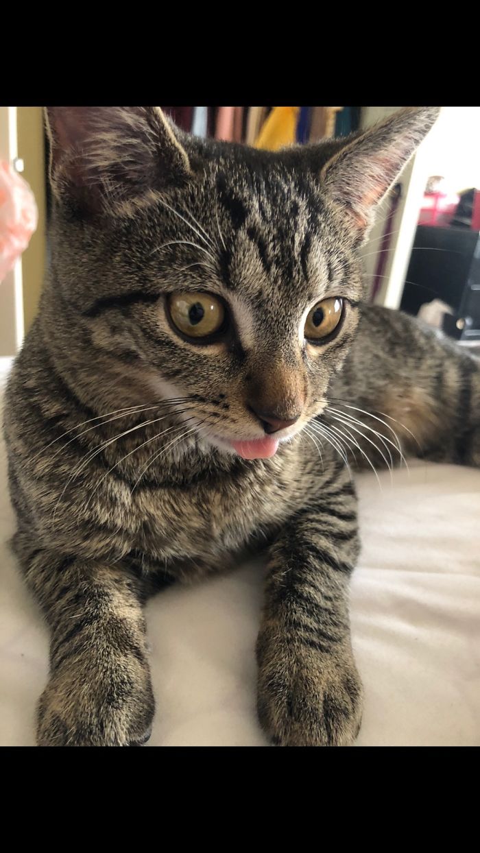 I Adopted Her When She Was Just 3 Months Old And I Caught Her In Mid Lick. She Is 2 Yrs Old Now