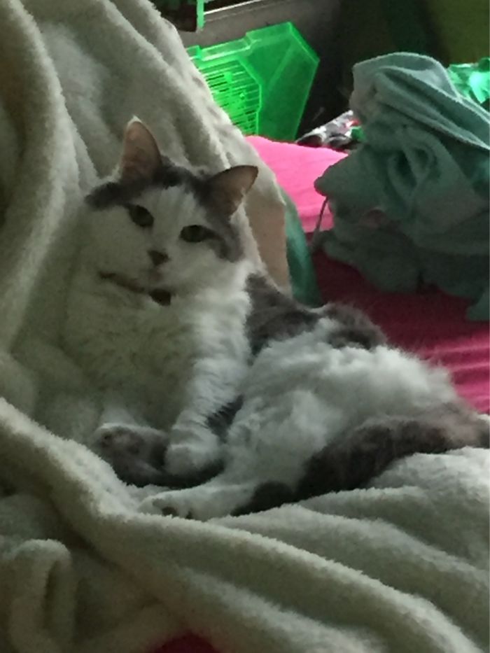 When I Got Her 8 Years Ago, She Immediately Made Herself At Home. Still My Best Friend!