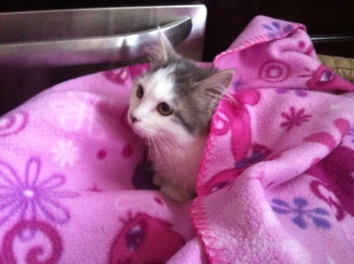 Went From Cold Metal Floors To A Blanket On A Heat Pad. Still My Best Friend To This Day!