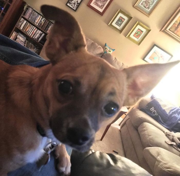 Mojo, First Hour In His New Home. Four Years Later, He Runs The Place.