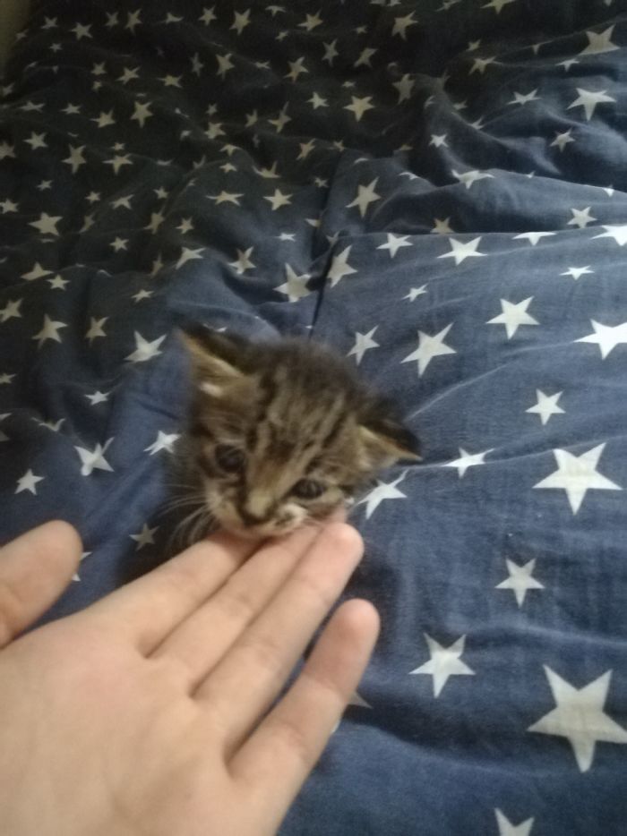 Xiamen On His Adoption Day. He Was Too Weak To Even Hold His Head Up. 2 Weeks Old