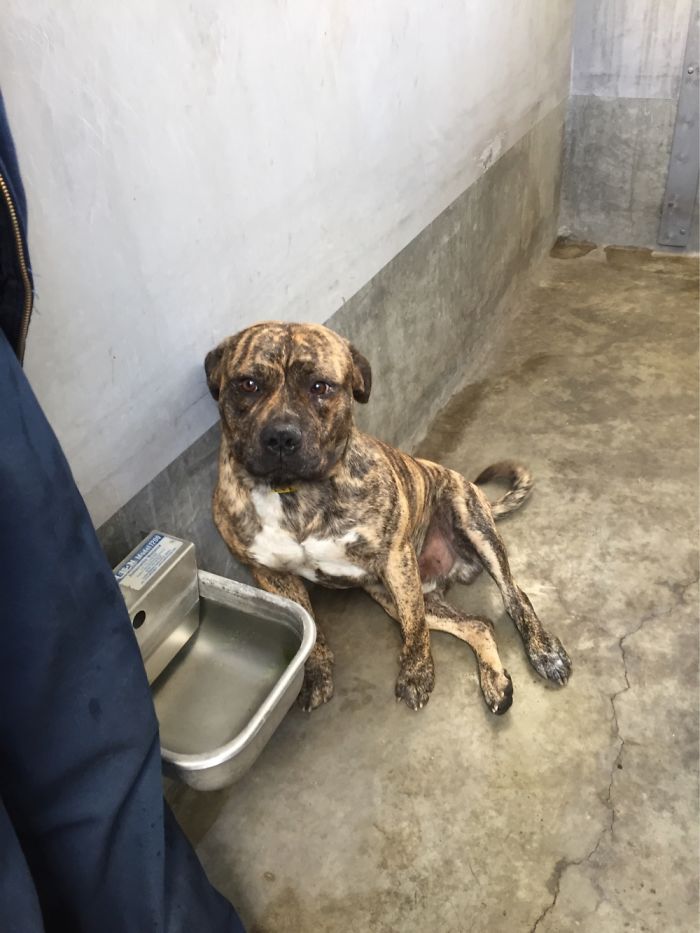 This Is Fitz In The Shelter Before We Adopted Him.