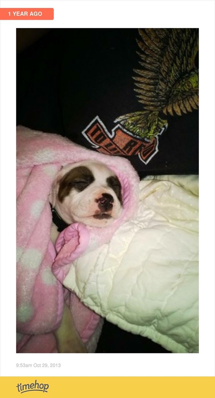 Luna, First Day Home. Rescued From A Puppy Mill Situation. 6 Years Ago!