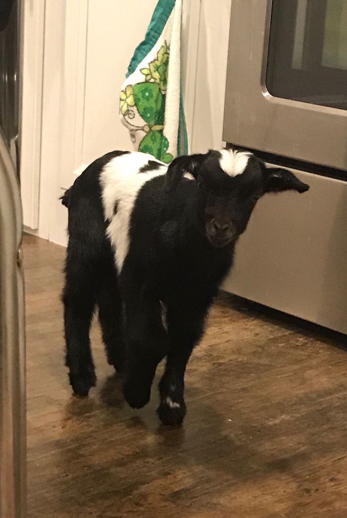 Meet Oreo! This Is His First Time In A Home, Let Alone A Barn! Still Should Have Been Nursing!