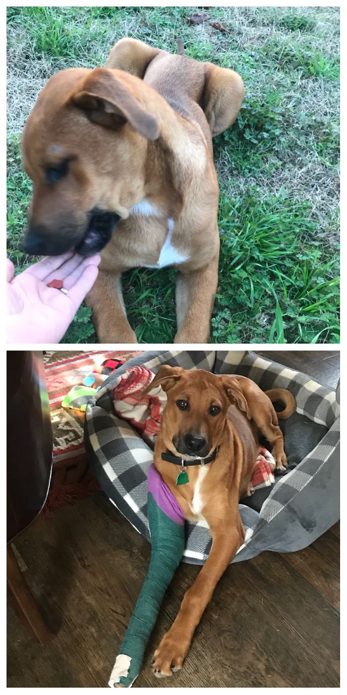 This Is Ranger. So Skinny! (Also Had A Broken Leg!) Country Is Where They Get Dumped 😞