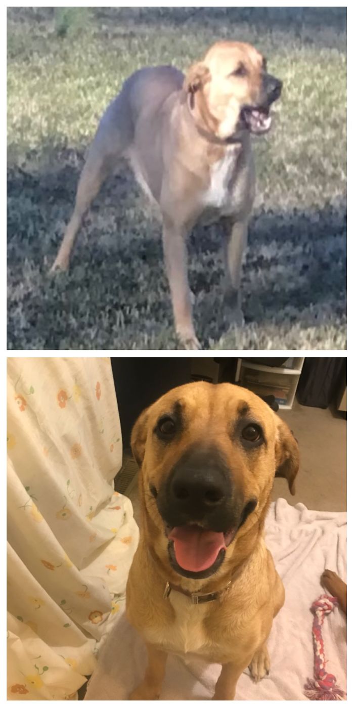 Maggie! 1st Pic Is When We Saw Her On Our Property. 2nd When She Knew She Could Stay. Home!