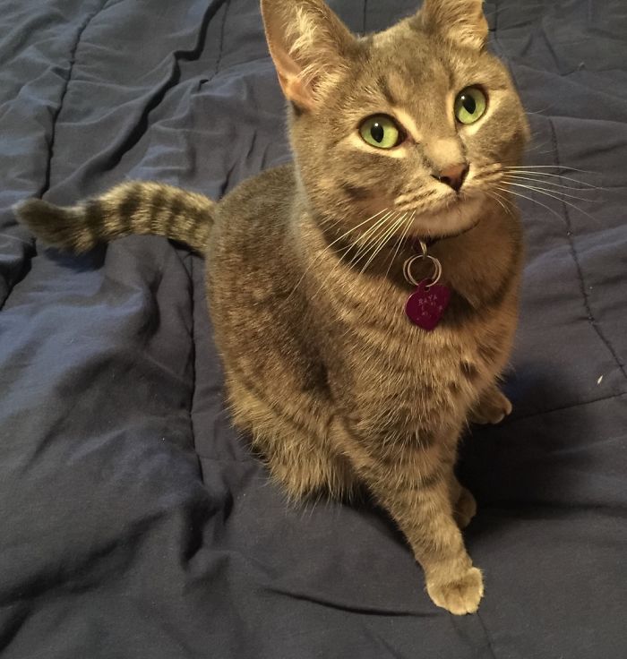 My Raya-Kitty. Bless Her Furry Little Heart, She’s Packed With Personality.