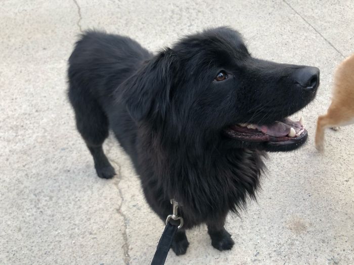 This Is Po. He Is A Golden Retriever And Black Chow Mix Who Has Been Abandoned Twice.
