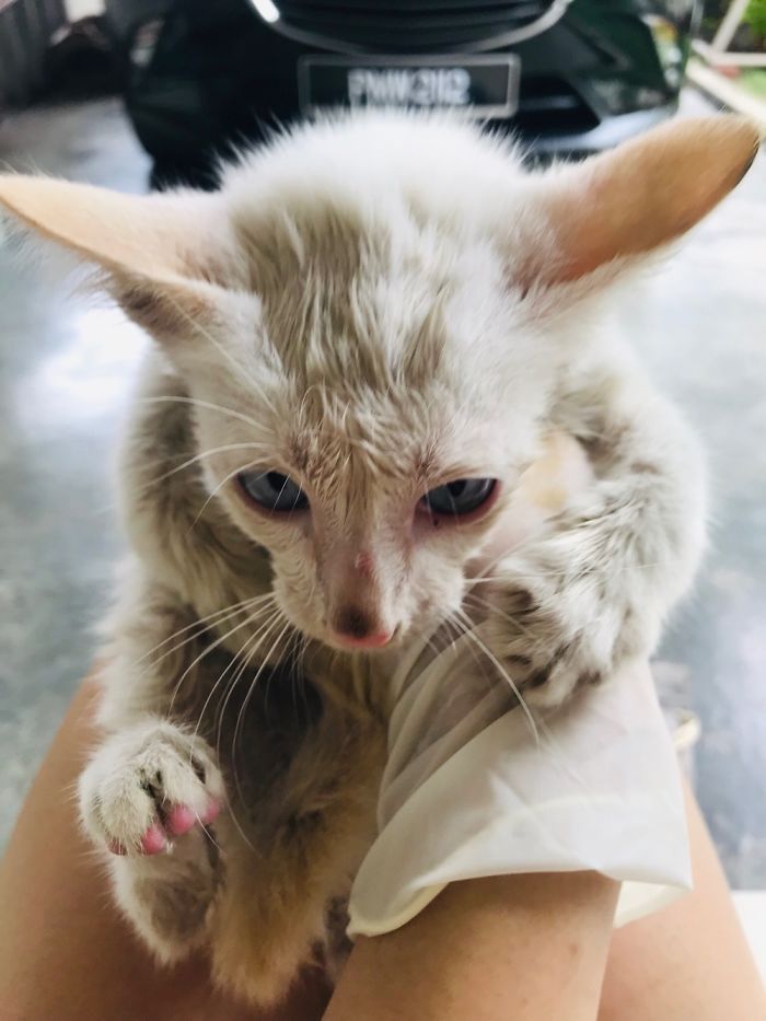 A Little Blue Eyed Boy Was Found Wedged In The Engine Bay Of My Car