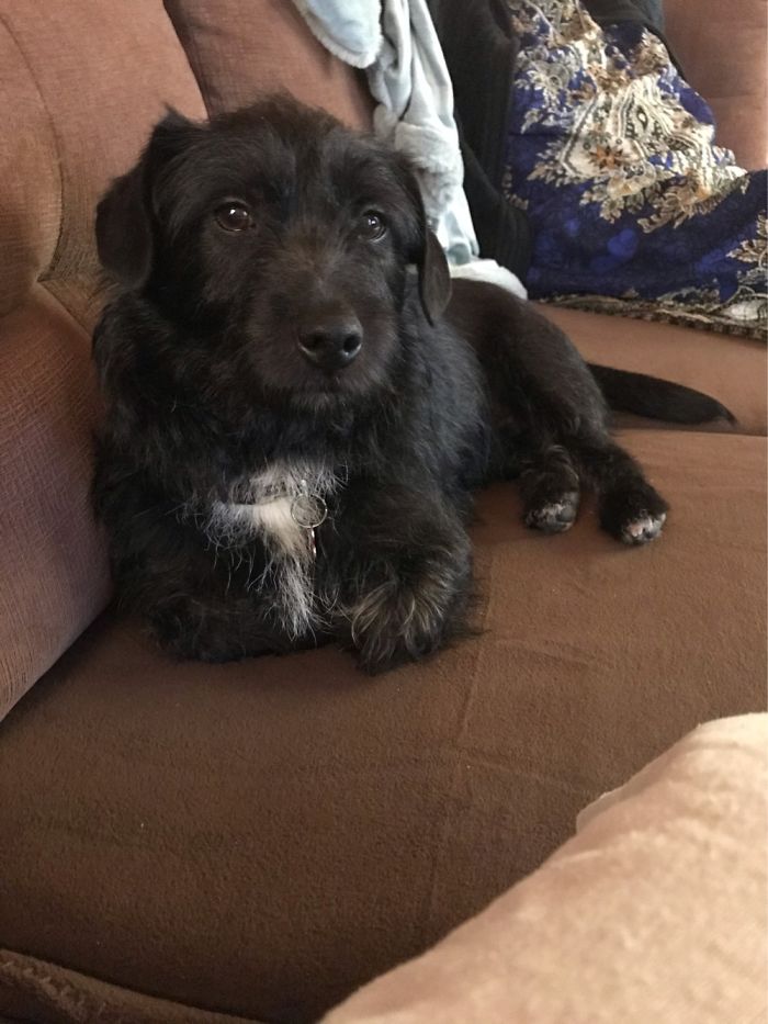 From Hoarding Situation, To His New Family, He’s Got A Second Chance!