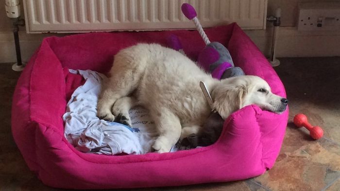 3 Weeks Later Millie Destroyed This Bed