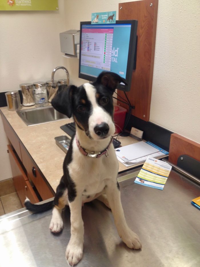 Our First Vet Visit Together...before Learning She Should Be Terrified
