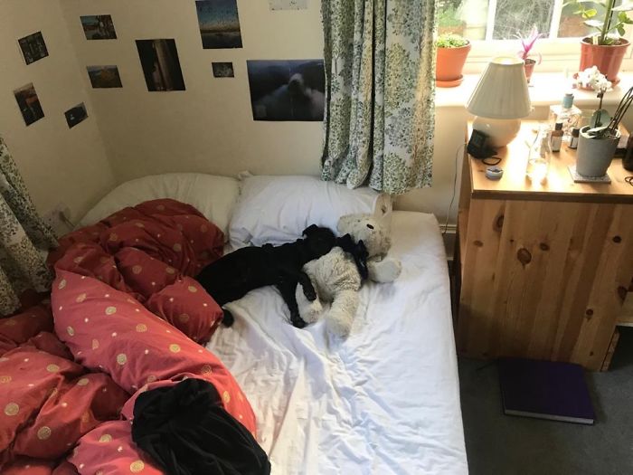 Our Dog Orla Snuck Upstairs And Cuddled A Teddy