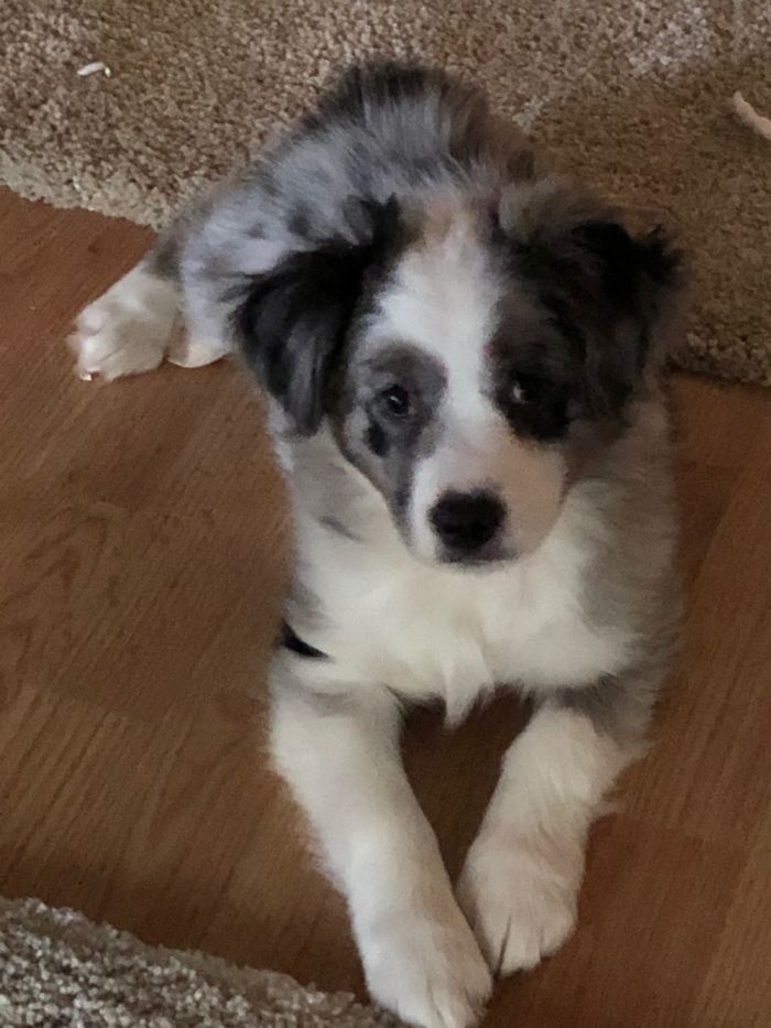 My Sweet Mini Aussie Pupperoni!