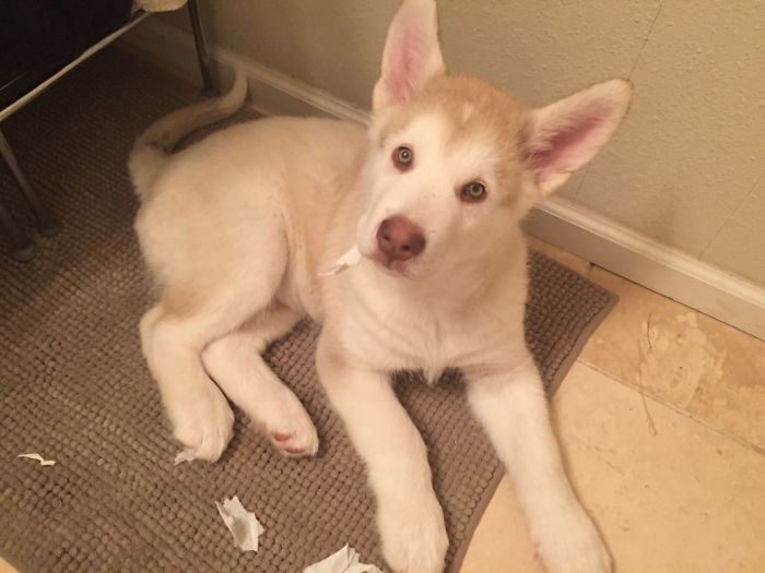 My Adorable Malamonster Pupperoni!