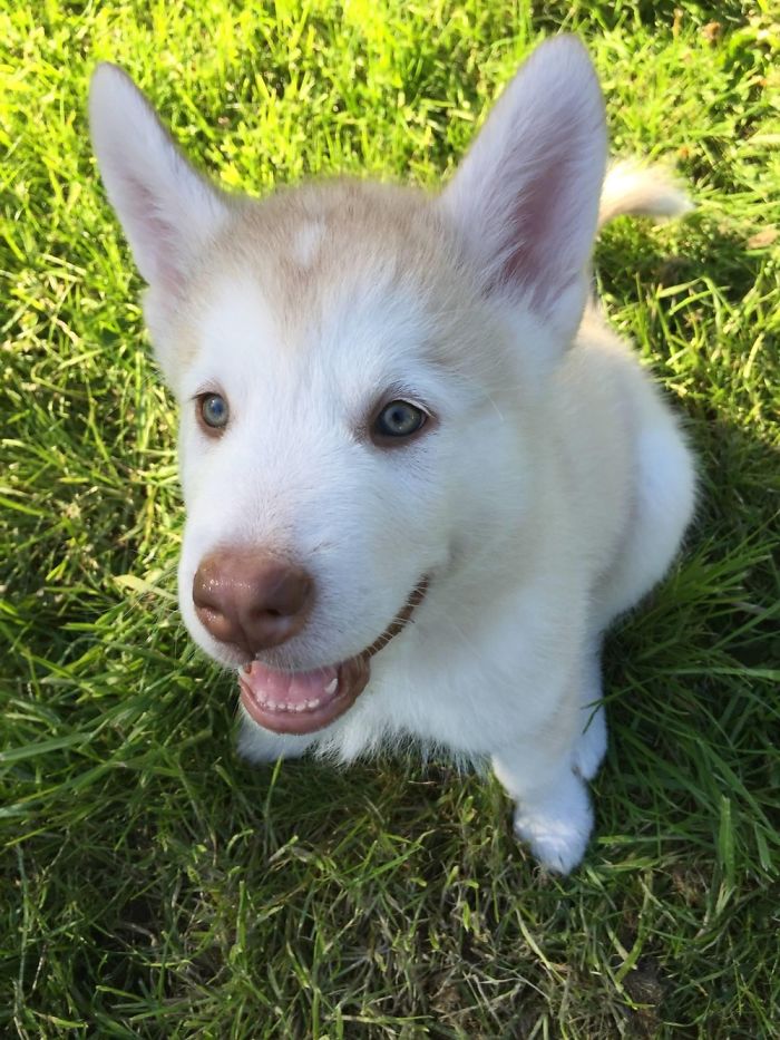 My Malamonster As A Pupperoni!