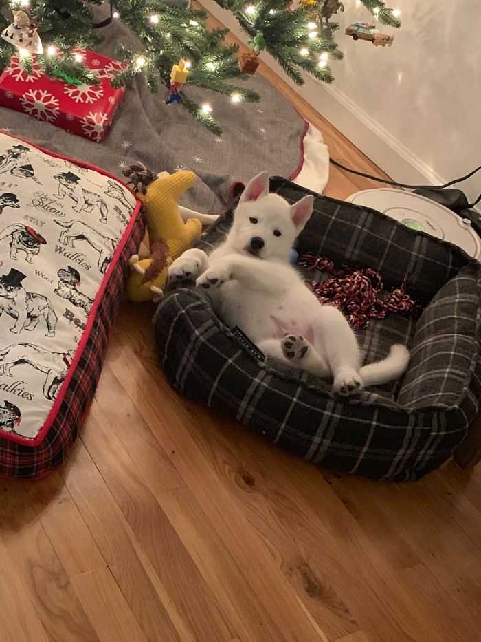 Finnegan’s First Christmas!