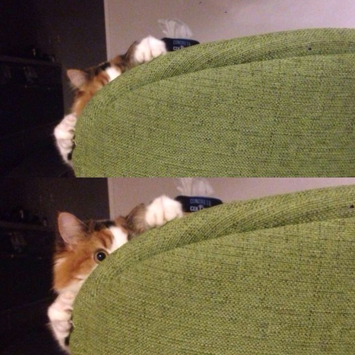 I Think My Cat Is Spying On Me