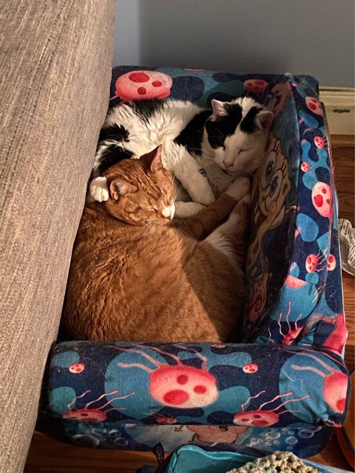 Calvin And Cow Pants