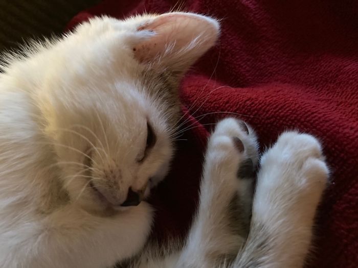 Tommy Our New Kitten, Very Attached To Us Withina Few Days