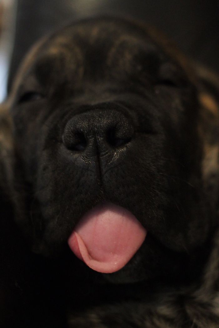 Little Stitch Sleeping