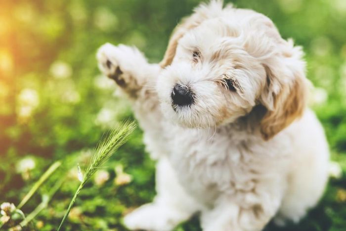 My Bud Playing In The Yard!