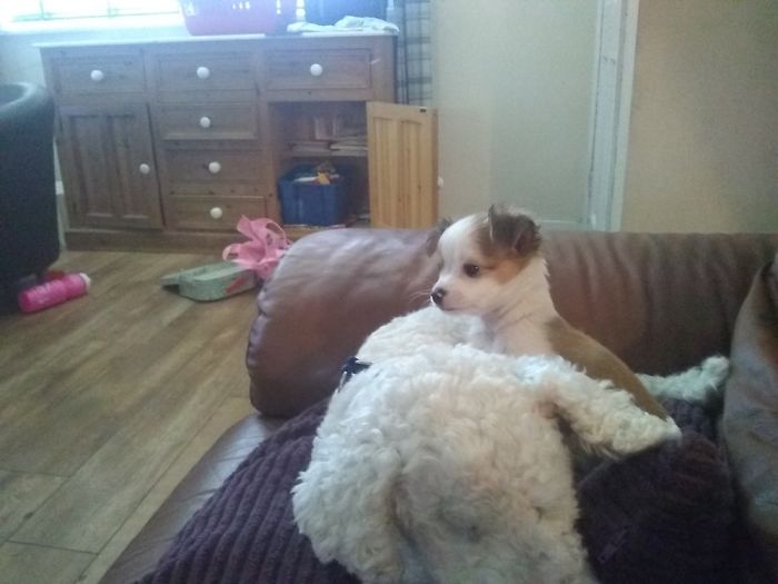 I’m Not Having Another Dog - Whoops Here’s Charlie, 8 Weeks Old!! Sitting On Timmy 😁