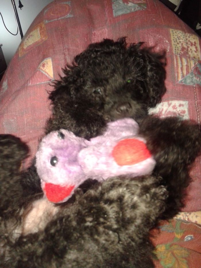 Luna Is 5 Years Old Now, And 7 Kilos Heavier❤️